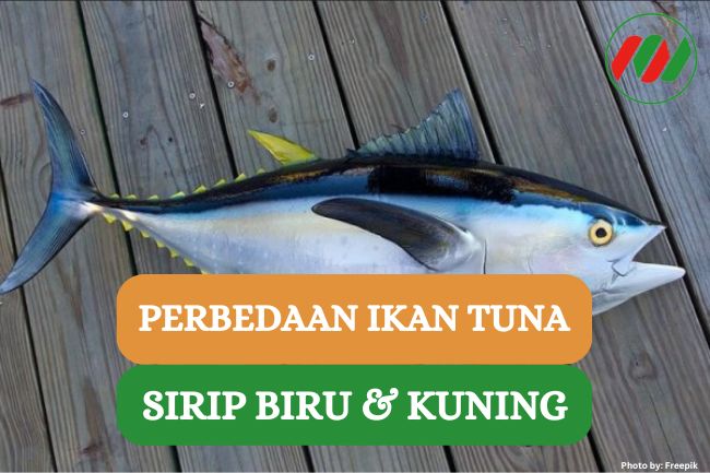 Ini Dia Beberapa Perbedaan Tuna Sirip Biru dan Sirip Kuning